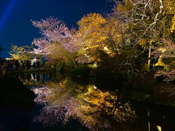 清水寺の桜ライトアップ　2021年3月27日　撮影：MKタクシー