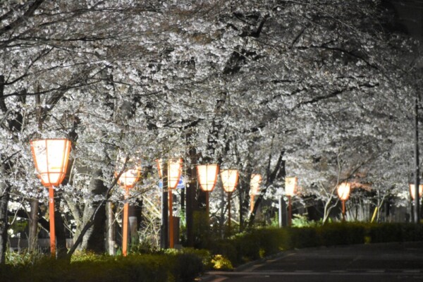高瀬川・木屋町五条上ルの桜ライトアップ　2022年3月28日　撮影：MKタクシー