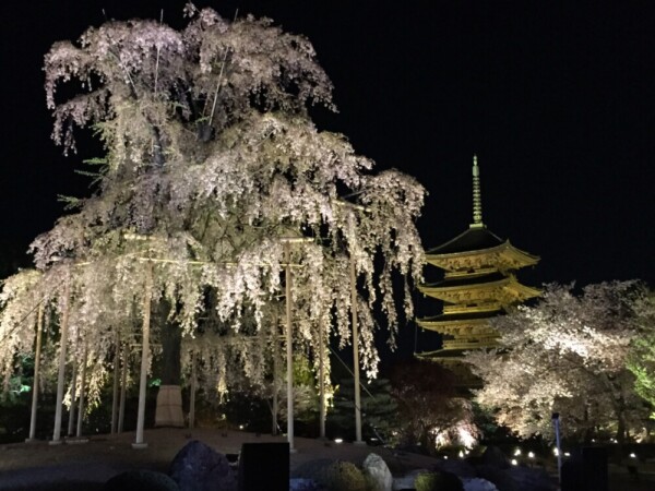 東寺・五重塔と桜ライトアップ　2015年4月8日　撮影：MKタクシー