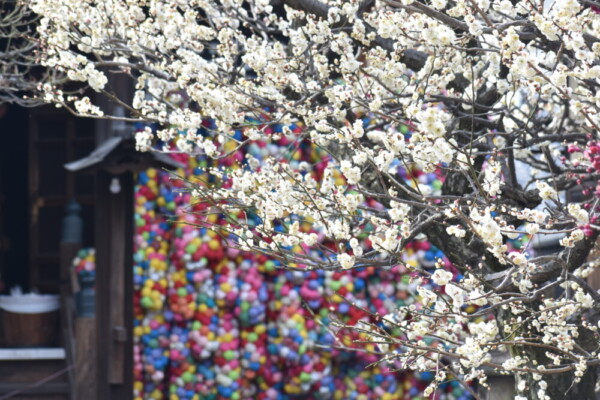 八坂庚申堂の白梅とくくり猿　2022年3月9日　撮影：MKタクシー