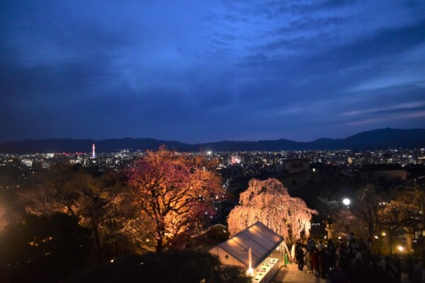 清水寺・西門前からの枝垂桜ライトアップと京都市街　2022年3月28日　撮影：MKタクシー