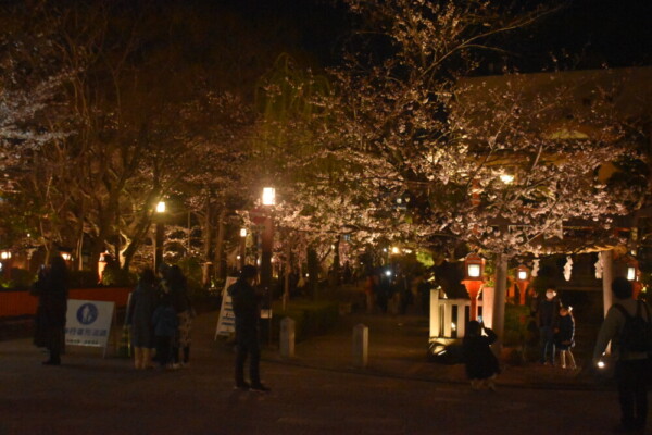 祇園白川・辰己神社前の桜ライトアップ　2022年3月28日　撮影：MKタクシー