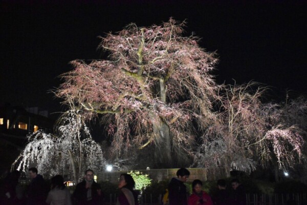 円山公園・祇園枝垂桜のライトアップ　2019年3月27日　撮影：MKタクシー