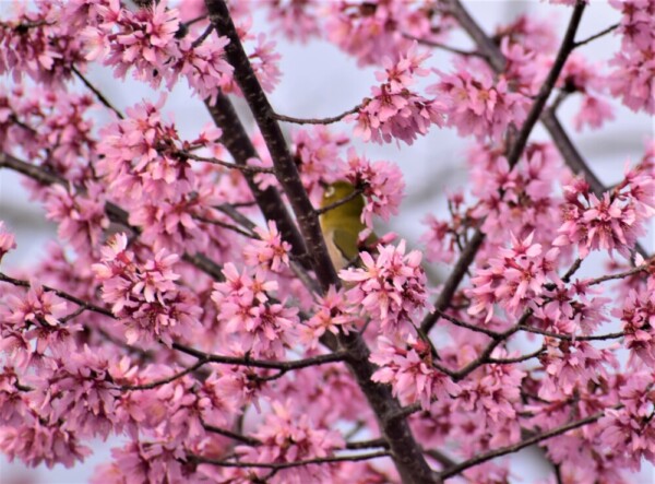 長徳寺のおかめ桜とメジロ　見頃　2022年3月21日　撮影：MKタクシー