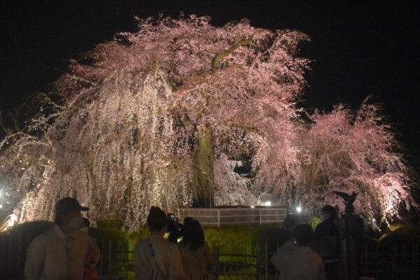 円山公園・祇園枝垂桜のライトアップ　2022年3月28日　撮影：MKタクシー