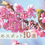 京都で2月に開花する早咲きの「河津桜（カワヅザクラ）」おすすめスポット10選