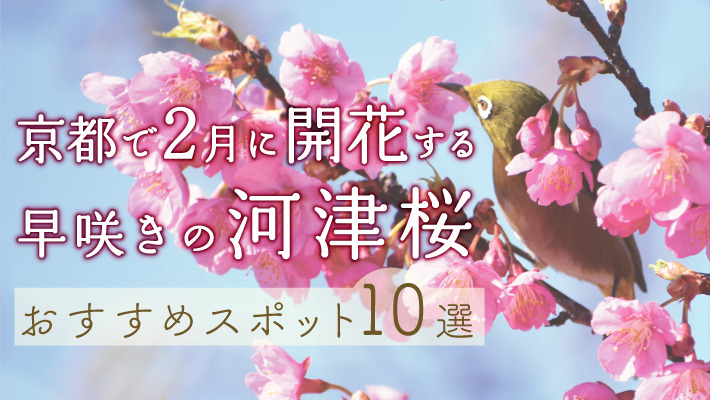 京都で2月に開花する早咲きの「河津桜（カワヅザクラ）」おすすめスポット10選