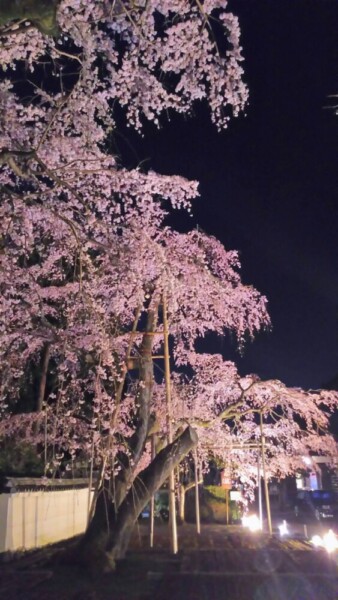 醍醐寺三宝院の太閤しだれ桜　見頃　2022年3月29日　撮影：MKタクシー