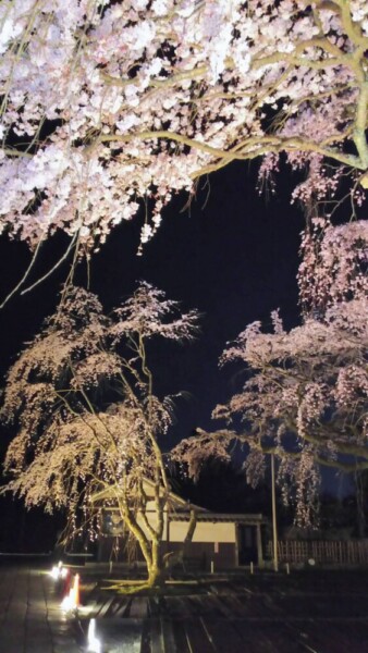 醍醐寺三宝院の桜ライトアップ　見頃　2022年3月29日　撮影：MKタクシー
