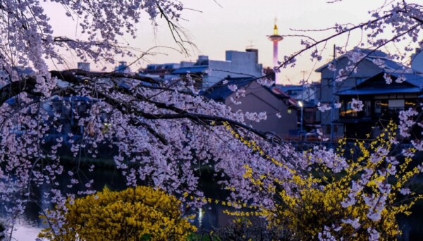 鴨川・川端正面からの京都タワーと桜　見頃　2022年3月27日　撮影：MKタクシー