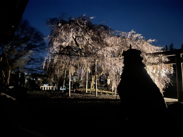 大石神社の枝垂桜ライトアップ　2022年3月30日　撮影：MKタクシー