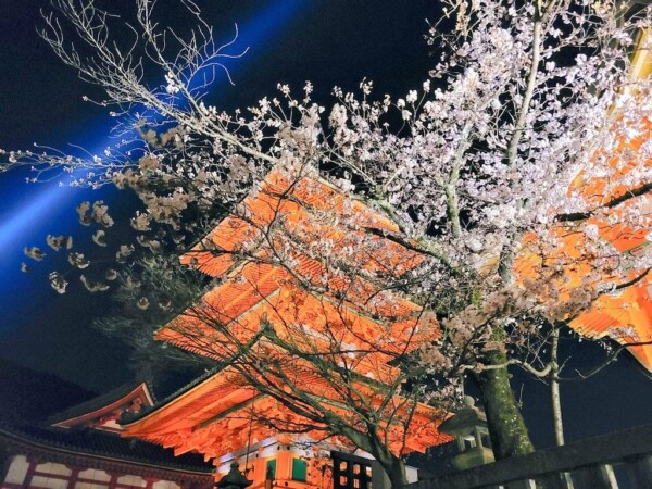 清水寺・三重塔と桜ライトアップ　2022年3月30日　撮影：MKタクシー