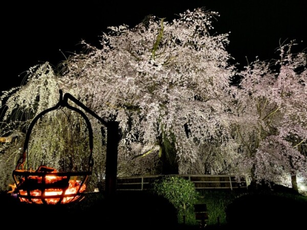 円山公園の祇園枝垂桜とかがり火　2022年3月31日　撮影：MKタクシー