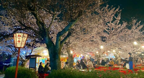 円山公園の桜茶屋　2022年3月31日　撮影：MKタクシー