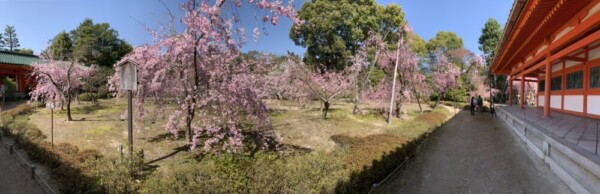 平安神宮・南神苑の八重紅枝垂桜　五分咲き　2022年4月5日　撮影：MKタクシー