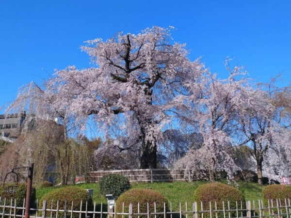 円山公園の祇園枝垂桜　見頃　2022年4月5日　撮影：MKタクシー