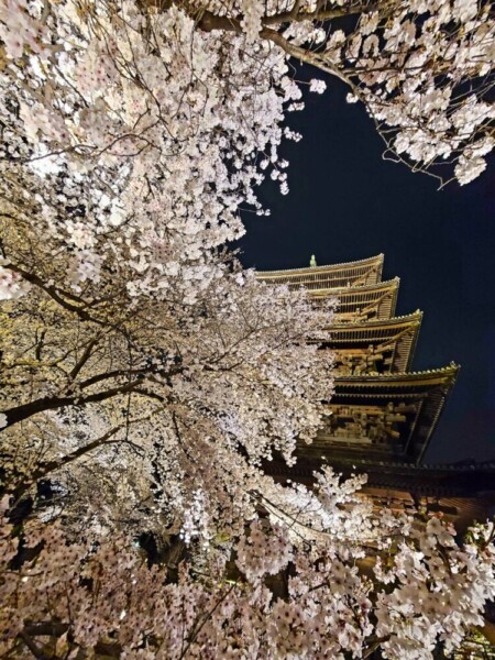 東寺・五重塔と桜ライトアップ　2022年4月3日　撮影：MKタクシー