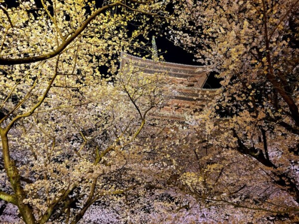 東寺の桜ライトアップ　2022年4月3日　撮影：MKタクシー