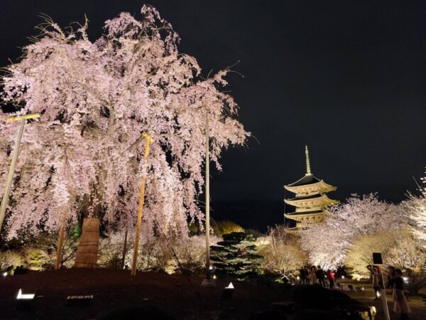 東寺・五重塔と「不二桜」のライトアップ　2022年4月3日　撮影：MKタクシー