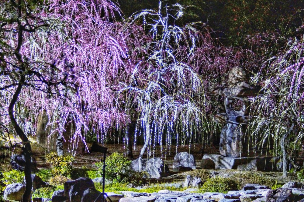 城南宮神苑・春の山のしだれ梅のライトアップ　2020年2月20日　撮影：MKタクシー