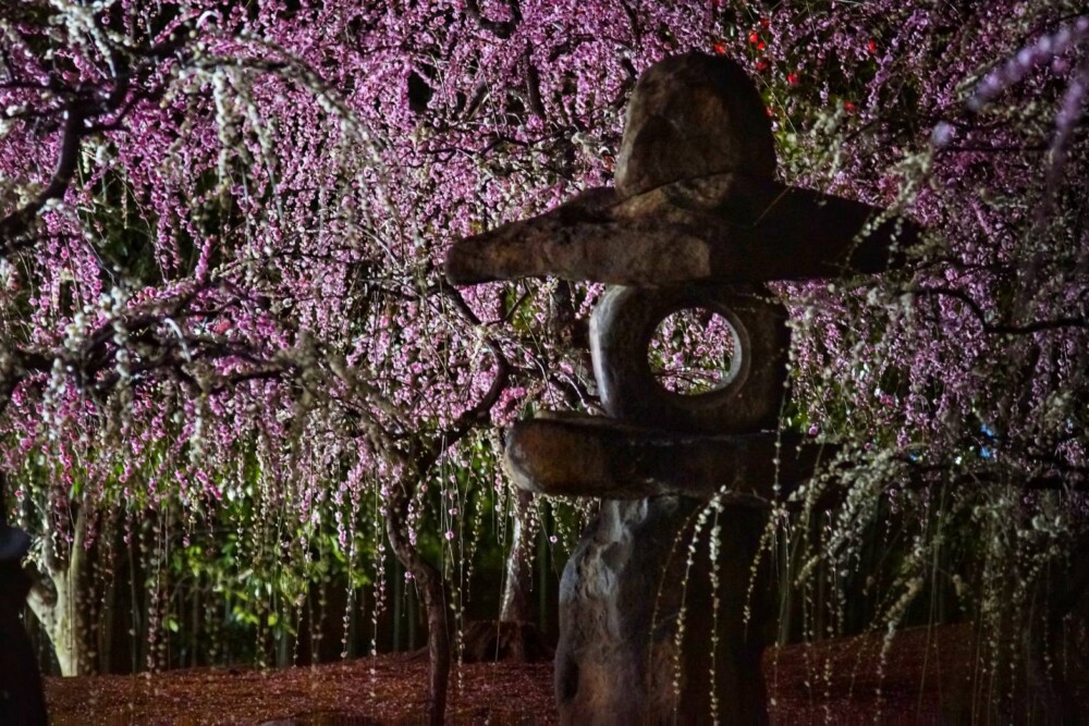 城南宮神苑・春の山のしだれ梅のライトアップ　2020年2月20日　撮影：MKタクシー