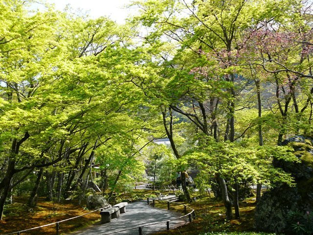 宝厳院・獅子吼の庭の新緑青もみじ　2007年4月14日　撮影：MKタクシー