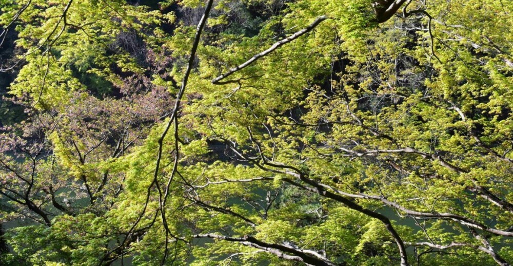 亀山公園の新緑青もみじ　2019年4月18日　撮影：MKタクシー
