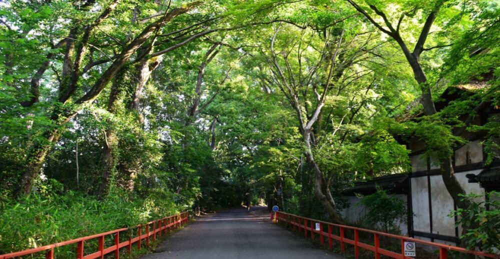 下鴨神社・糺の森の新緑青もみじ　2019年5月30日　撮影：MKタクシー