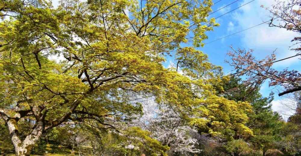 亀山公園の新緑青もみじ　2020年4月6日　撮影：MKタクシー