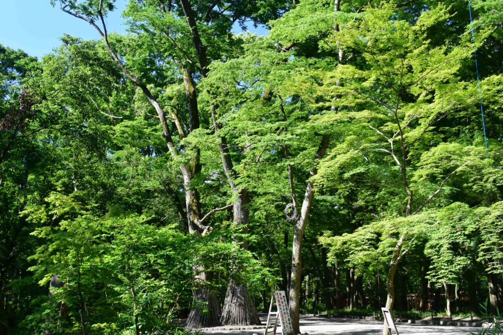 下鴨神社・糺の森の新緑青もみじ　2019年6月13日　撮影：MKタクシー