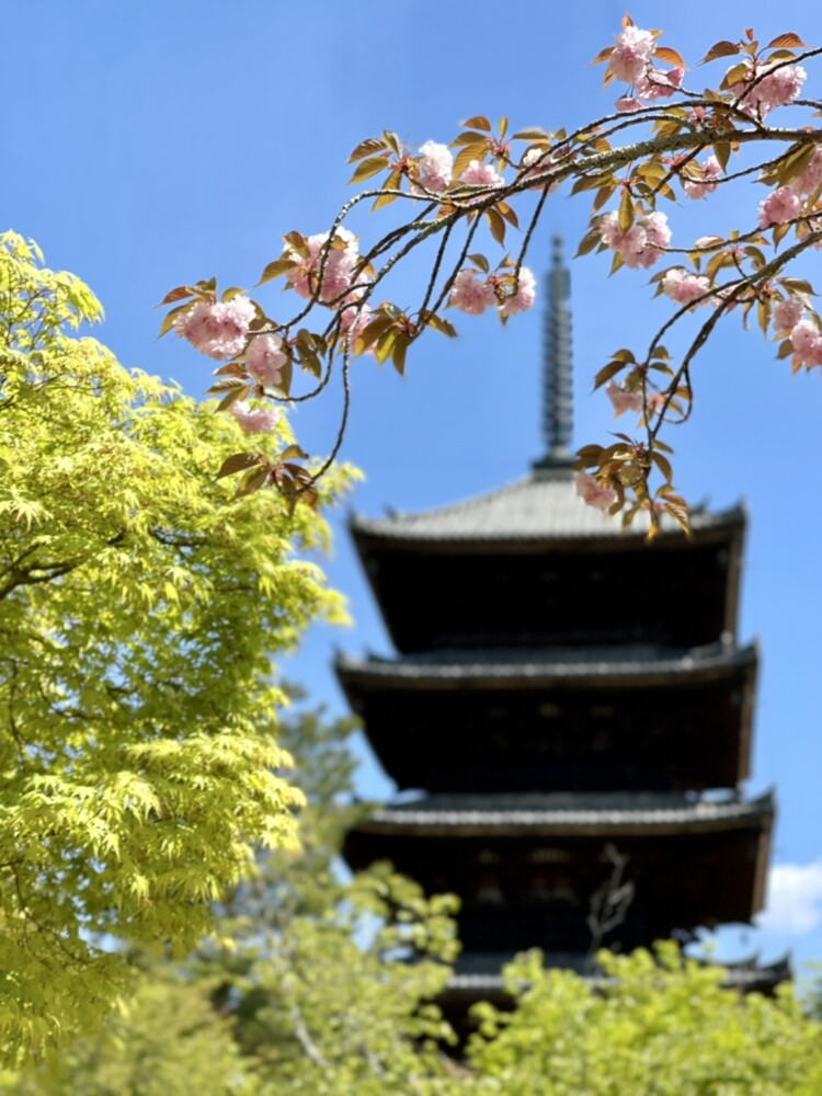 仁和寺・五重塔と新緑　2021年4月11日　撮影：MKタクシー