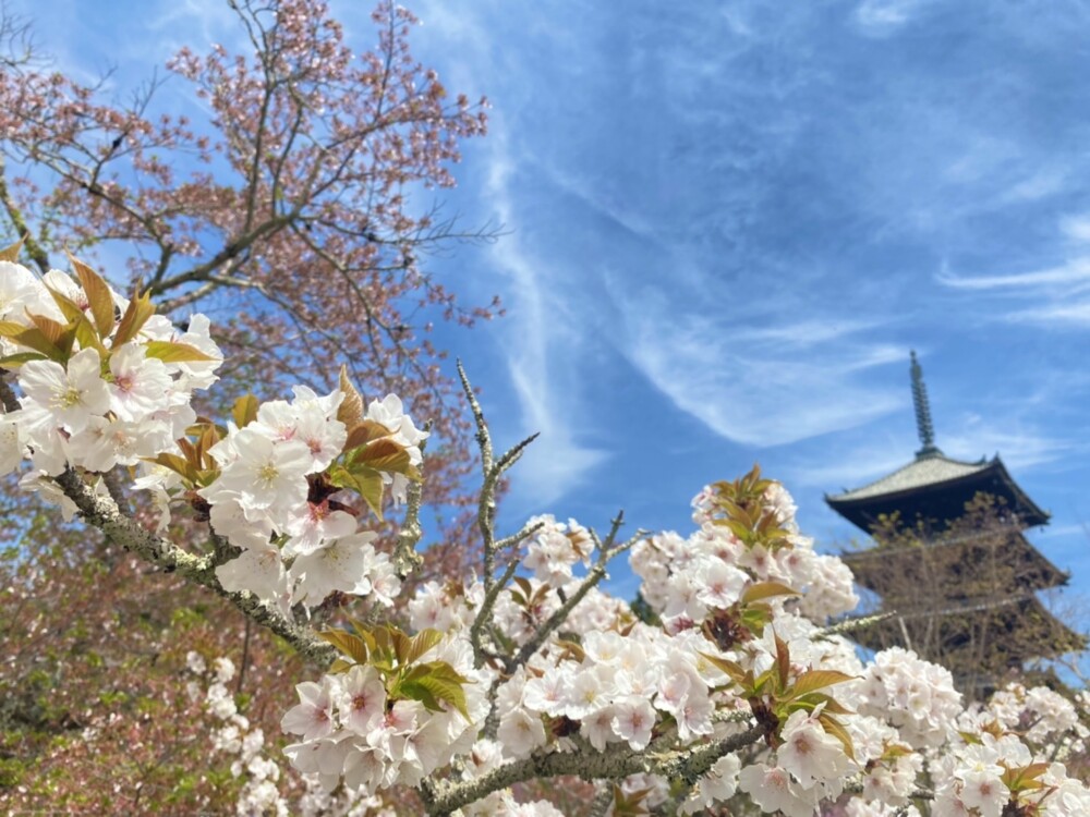 仁和寺の御室桜　見頃　2022年4月11日　撮影：MKタクシー