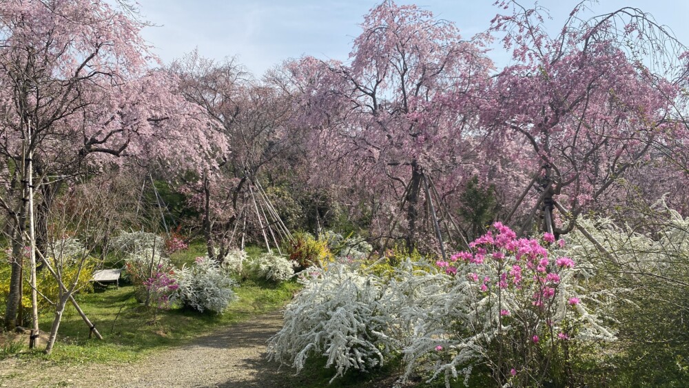原谷苑の八重紅枝垂桜と雪柳　見頃　2022年4月7日　撮影：MKタクシー