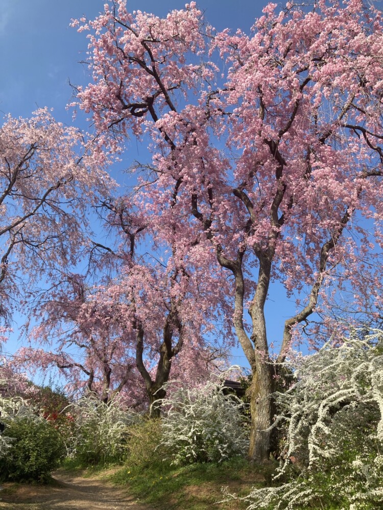 原谷苑の八重紅枝垂桜　見頃　2022年4月10日　撮影：MKタクシー