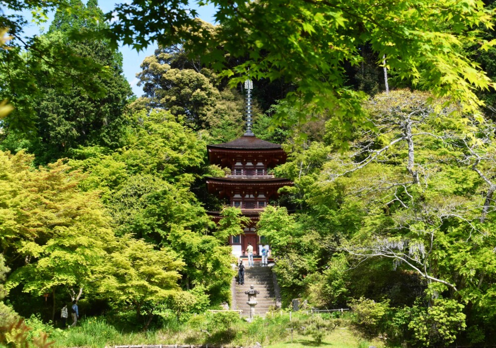 浄瑠璃寺の新緑青もみじ　2021年5月3日　撮影：MKタクシー