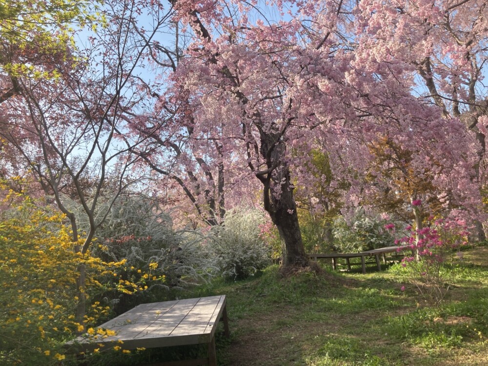 原谷苑の八重紅枝垂桜　見頃　2022年4月10日　撮影：MKタクシー