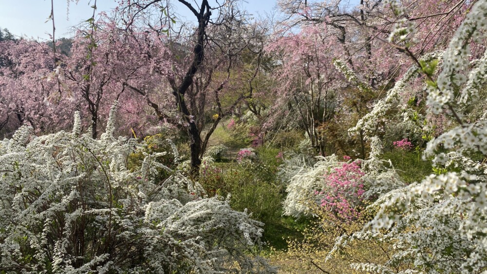 原谷苑の八重紅枝垂桜と雪柳　見頃　2022年4月7日　撮影：MKタクシー