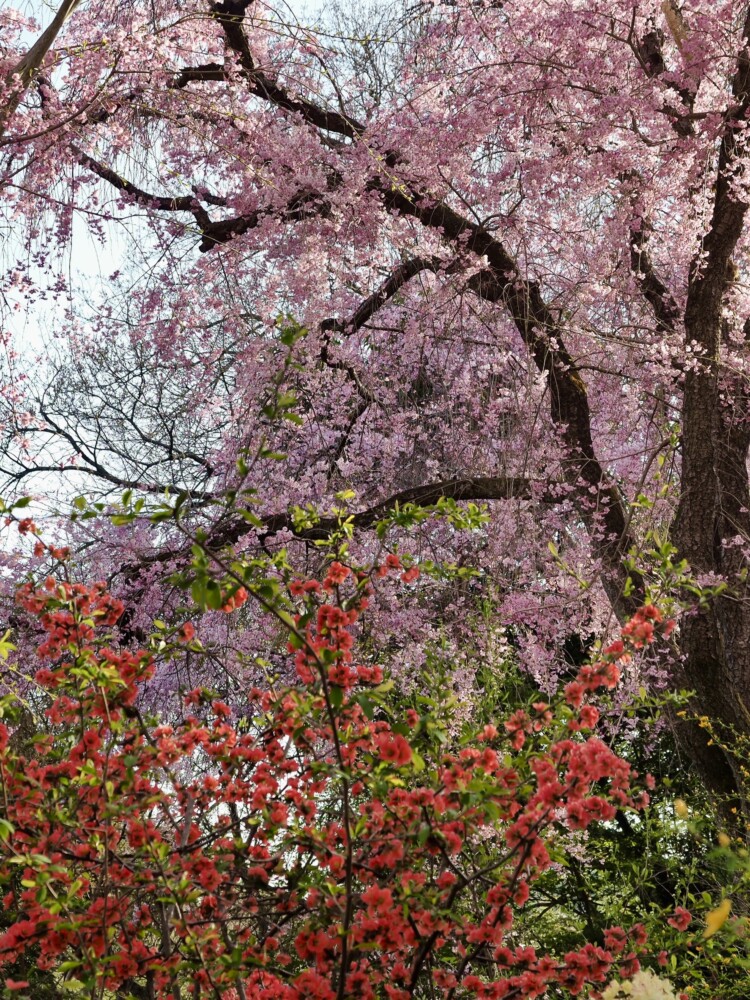 原谷苑の八重紅枝垂桜とボケ　見頃　2022年4月8日　撮影：MKタクシー