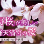 北野天満宮に咲く遅咲きの「北野桜」は日本唯一の新品種