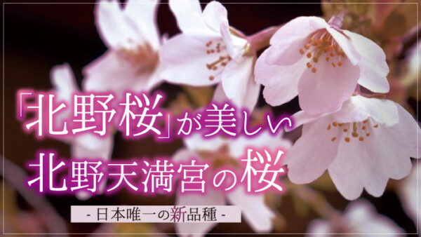 北野天満宮に咲く遅咲きの「北野桜」は日本唯一の新品種
