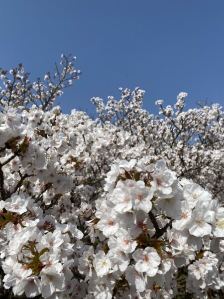 仁和寺の御室桜　満開　2022年4月9日　撮影：MKタクシー