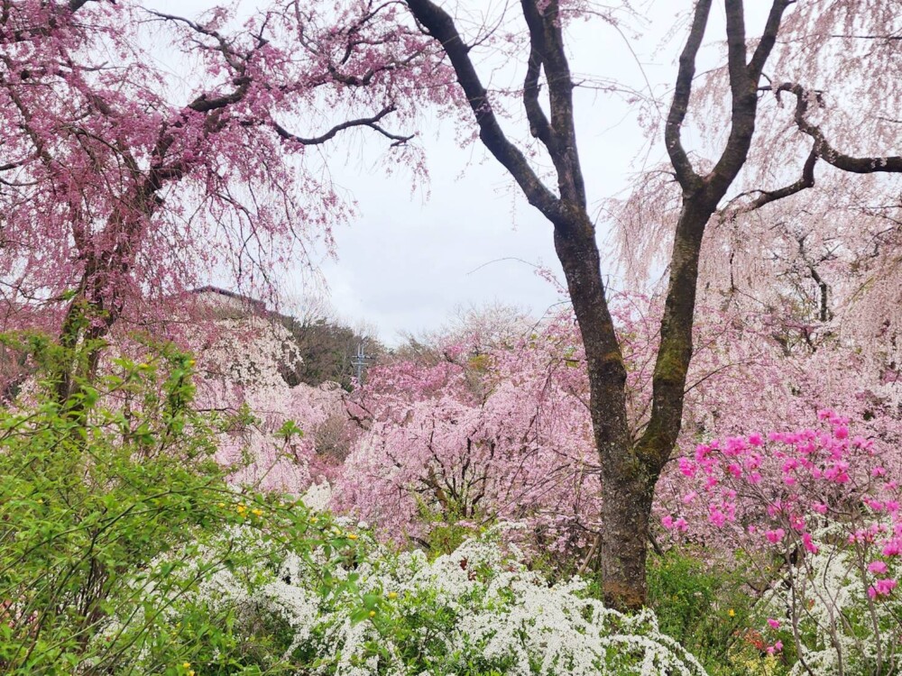 原谷苑の八重紅枝垂桜　見頃近し　2024年4月8日　撮影：MKタクシー