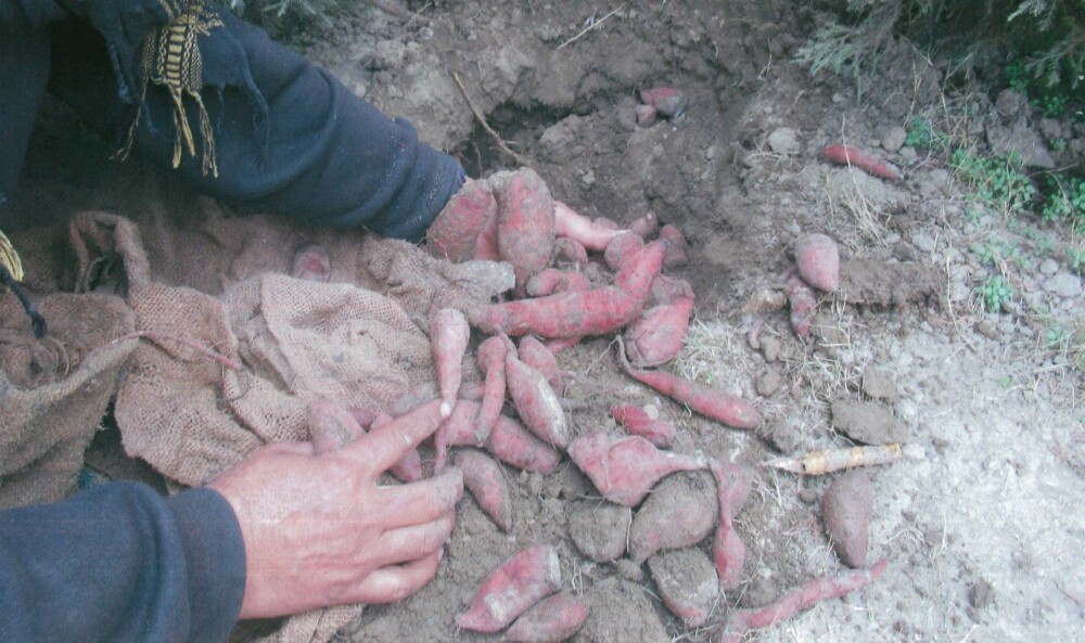 写真④　サツマイモ。中村医師が2018年に栽培を試みたもので、PMSの職員が種芋を維持していた。荒地で育つため、ＰＭＳでは干ばつ下の主食となるように期待を込めて栽培を継続する。目下の課題は野ネズミ対策（2022年2月26日）
