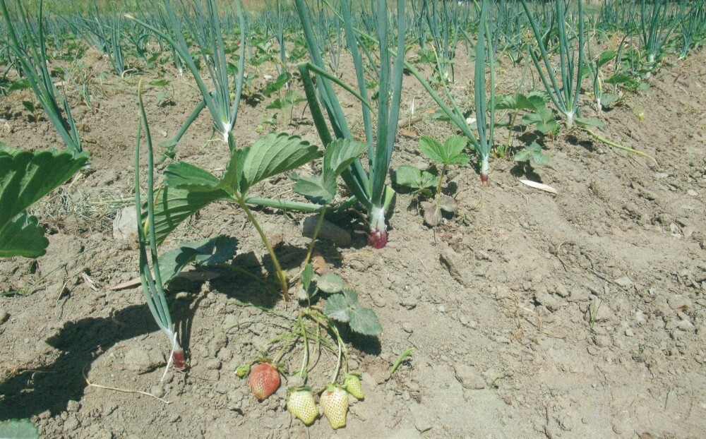 写真②　初めての試みとして、小規模だが栽培を始めたイチゴ。虫よけのために、ネギと組み合わせて植えている（2022年4月6日）
