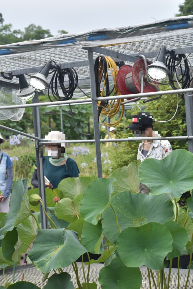 京都府立植物園の観蓮会　アムール河の蓮　2022年7月8日　撮影：MKタクシー