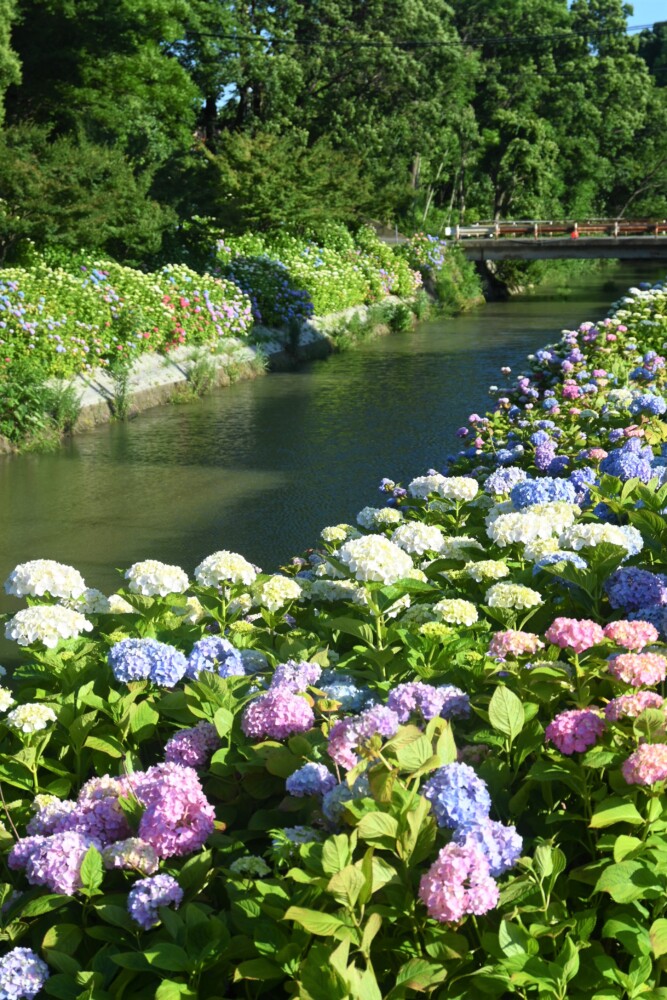 さすてな京都の「アジサイの小径」　2023年6月3日　撮影：MKタクシー