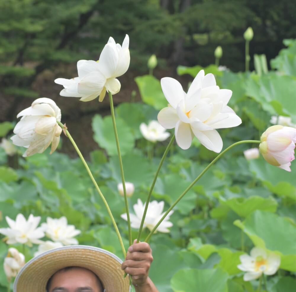 京都府立植物園の観蓮会　蓮池での開花後の変化の説明　2022年7月8日　撮影：MKタクシー