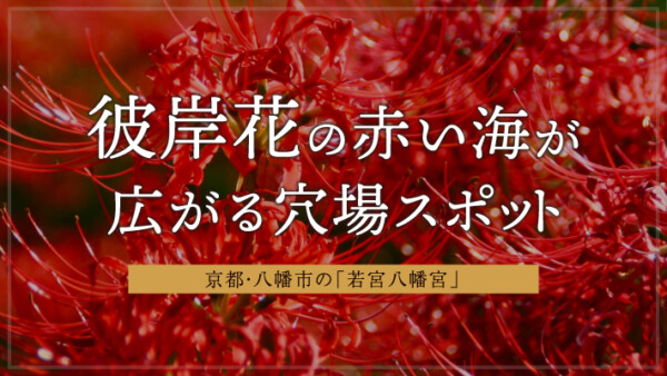 京都・八幡市の「若宮八幡宮」は彼岸花の赤い海が広がる穴場スポット