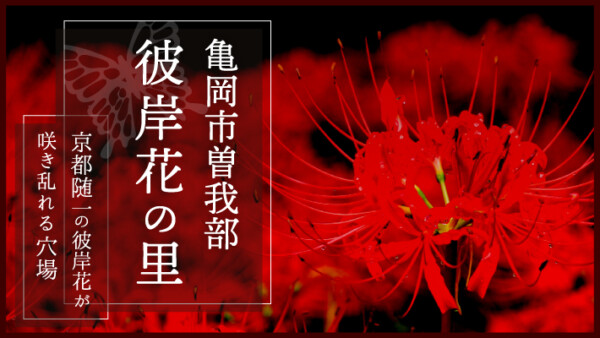 亀岡市曽我部の「彼岸花の里」は京都随一の彼岸花が咲き乱れる穴場