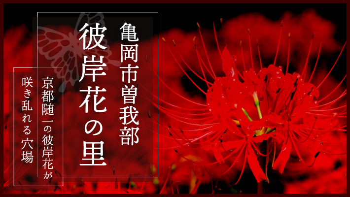 亀岡市曽我部の「彼岸花の里」は京都随一の彼岸花が咲き乱れる穴場